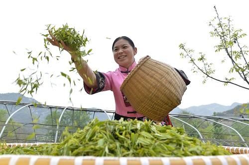 2018年5月2日，河北省临城县东篱茶园的工人在筛选茶叶。新华社记者牟宇摄